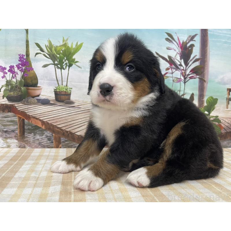 販売中の千葉県のバーニーズマウンテンドッグ-428801の5枚目