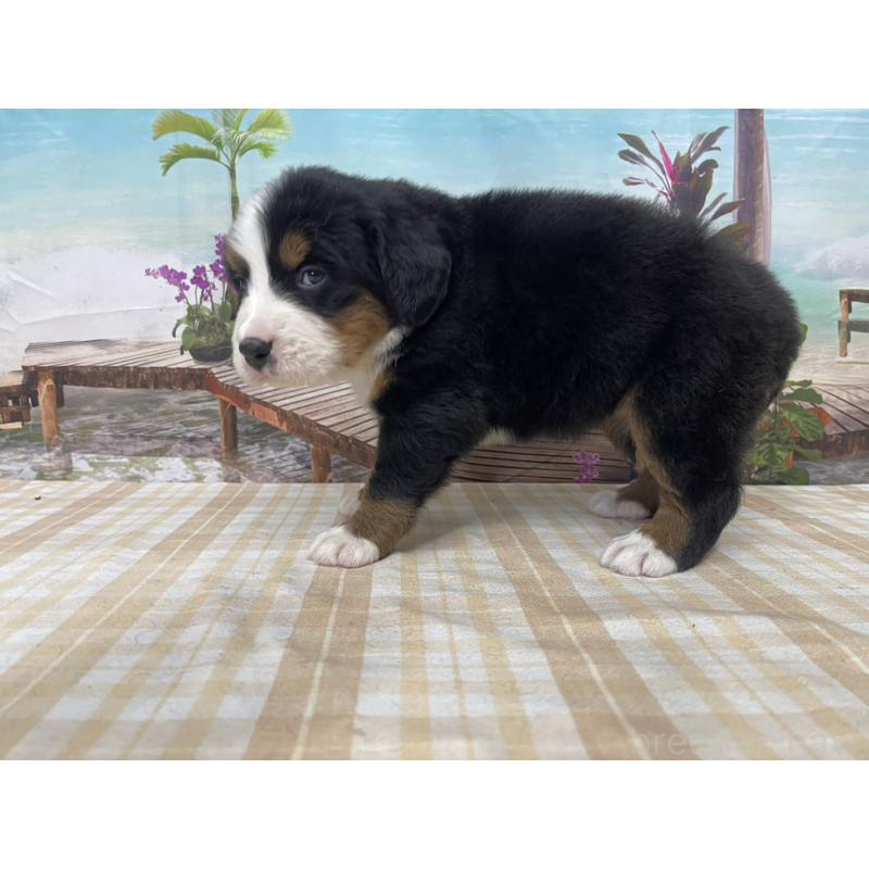 販売中の千葉県のバーニーズマウンテンドッグ-428801の3枚目