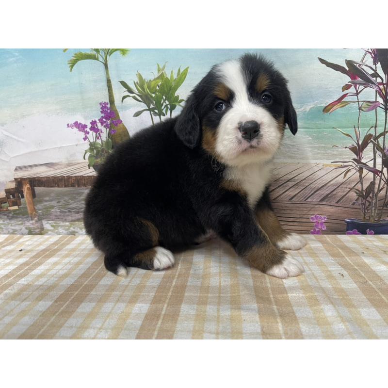 販売中の千葉県のバーニーズマウンテンドッグ-428801の1枚目