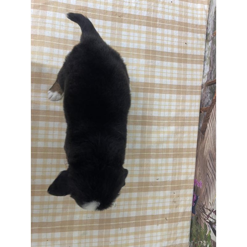 販売中の千葉県のバーニーズマウンテンドッグ-428801の2枚目