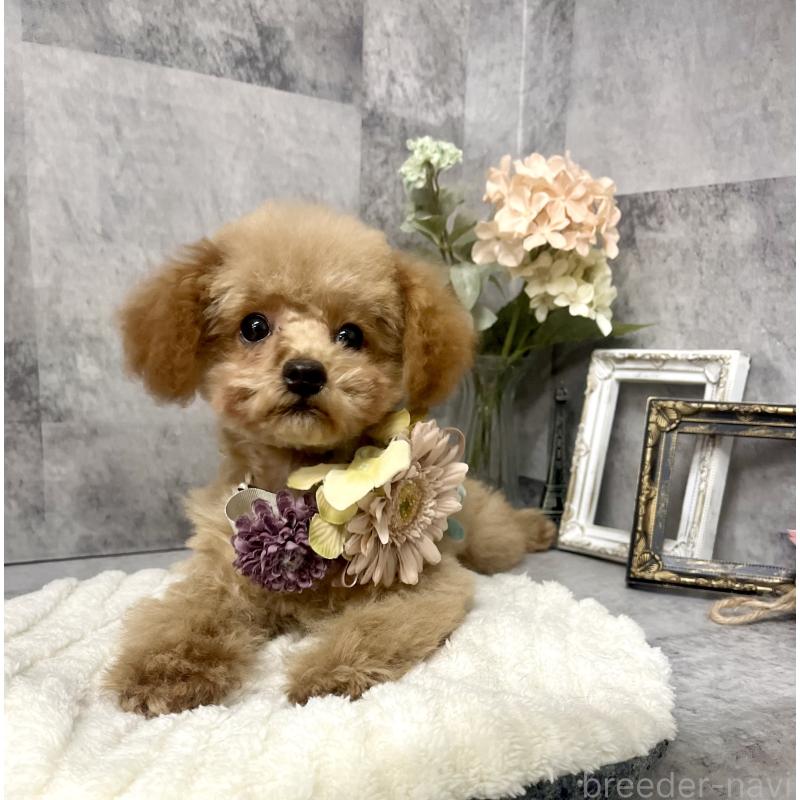 販売中の愛知県のトイプードル-410676の4枚目