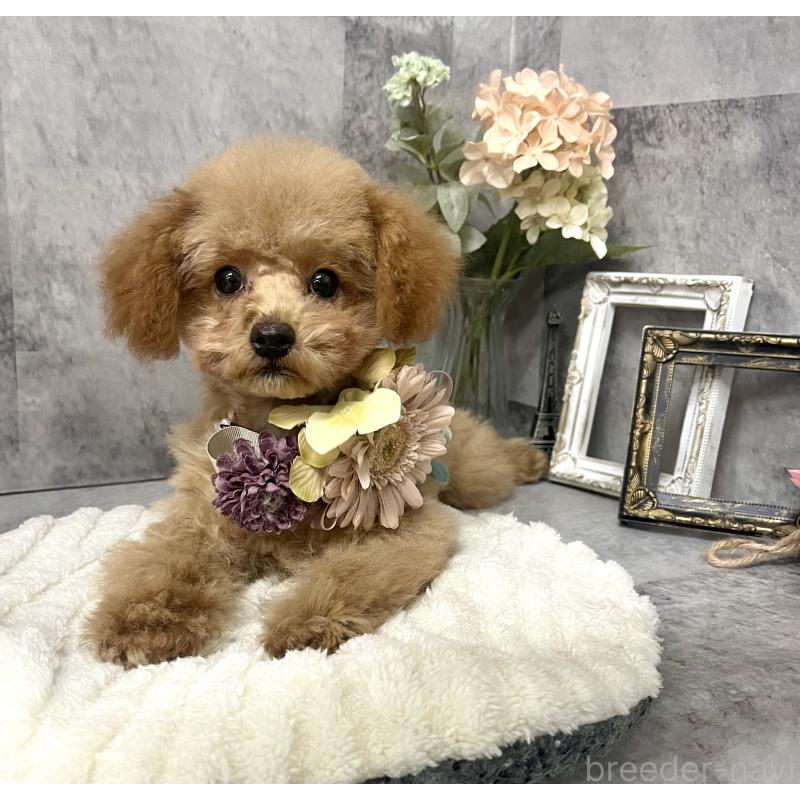 販売中の愛知県のトイプードル-410676の3枚目