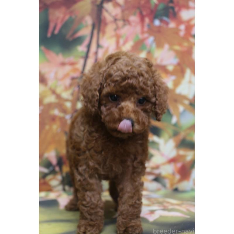 販売中の千葉県のトイプードル-428806の11枚目