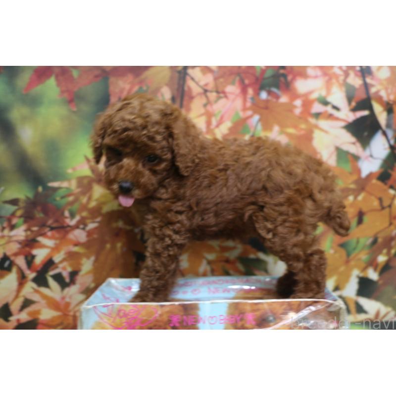 販売中の千葉県のトイプードル-428806の8枚目