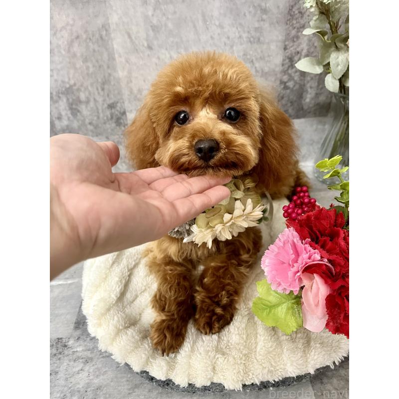 販売中の愛知県のトイプードル-403540の5枚目