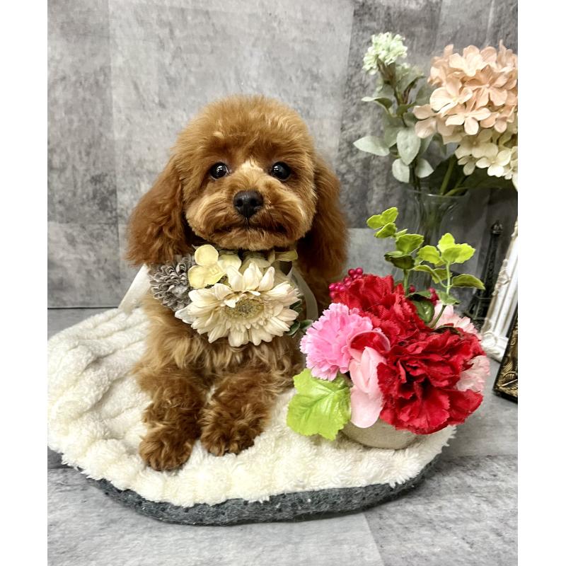 販売中の愛知県のトイプードル-403540の4枚目