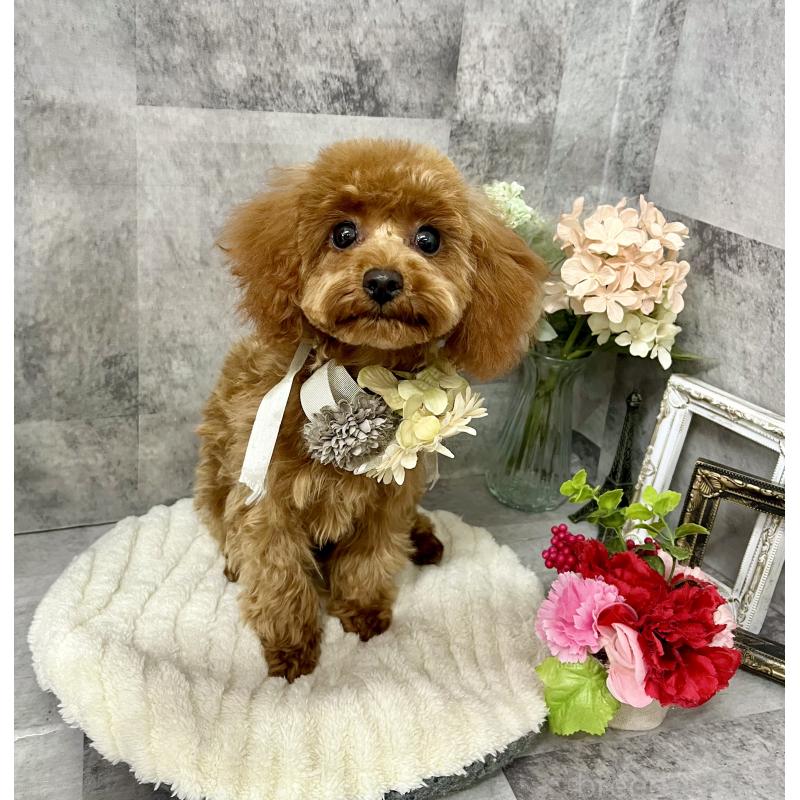 販売中の愛知県のトイプードル-403540の3枚目