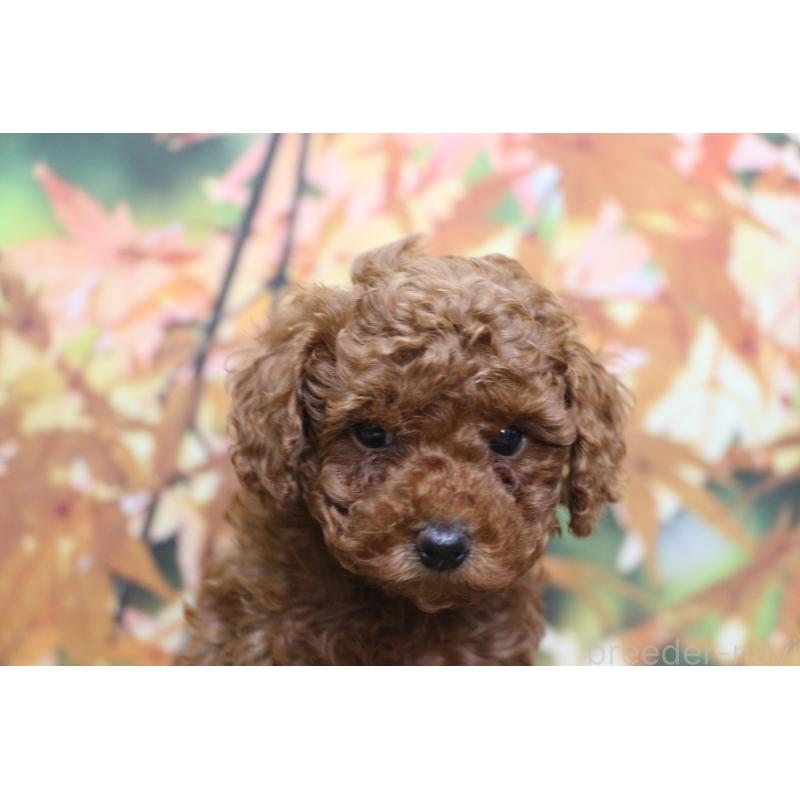 販売中の千葉県のトイプードル-428806の7枚目