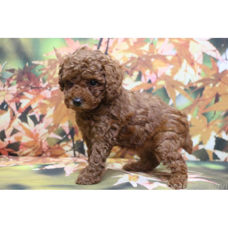 販売中の千葉県のトイプードル-428806の5枚目