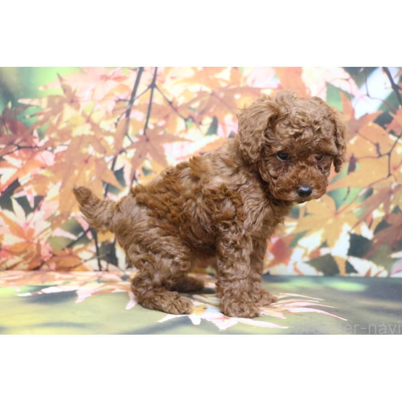 販売中の千葉県のトイプードル-428806の4枚目