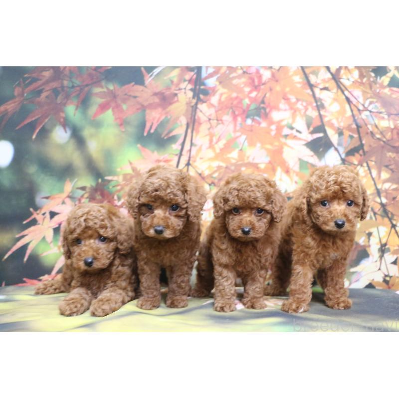 販売中の千葉県のトイプードル-428806の2枚目