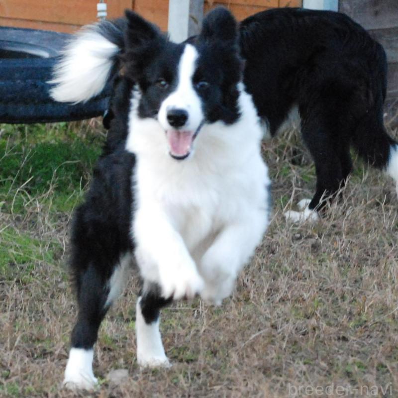 販売中の鳥取県のボーダーコリー-428796の3枚目