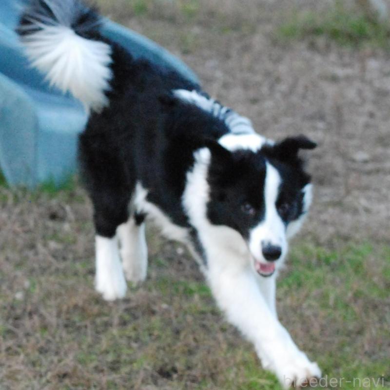 販売中の鳥取県のボーダーコリー-428796の2枚目