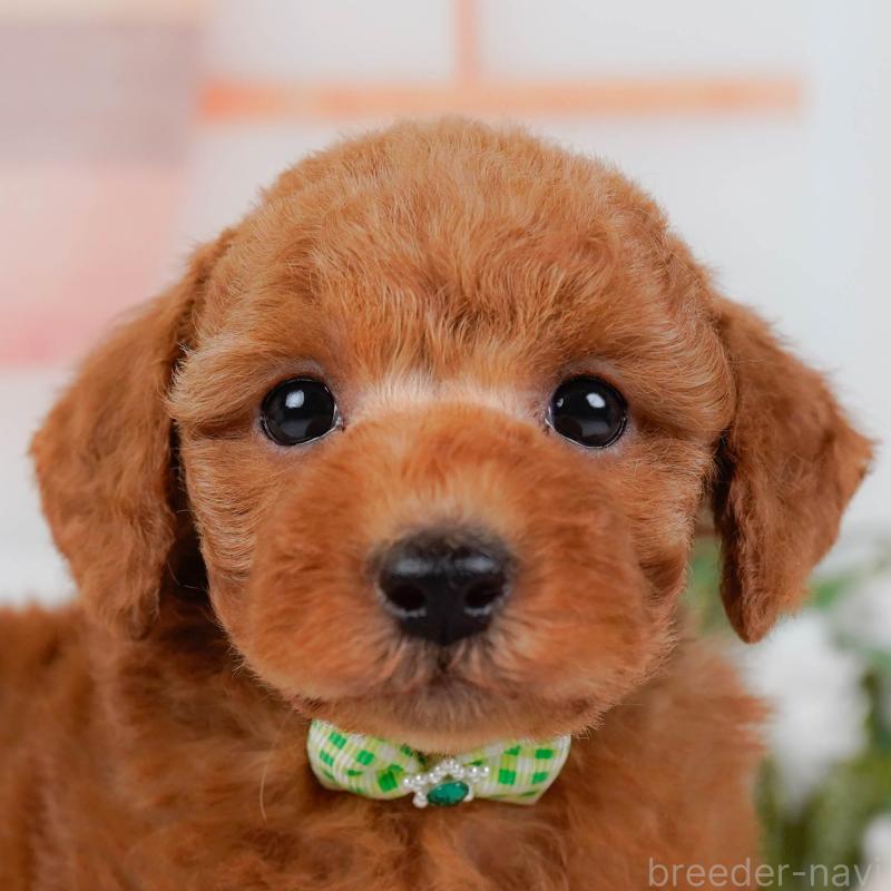 販売中の神奈川県のトイプードル-428808の1枚目