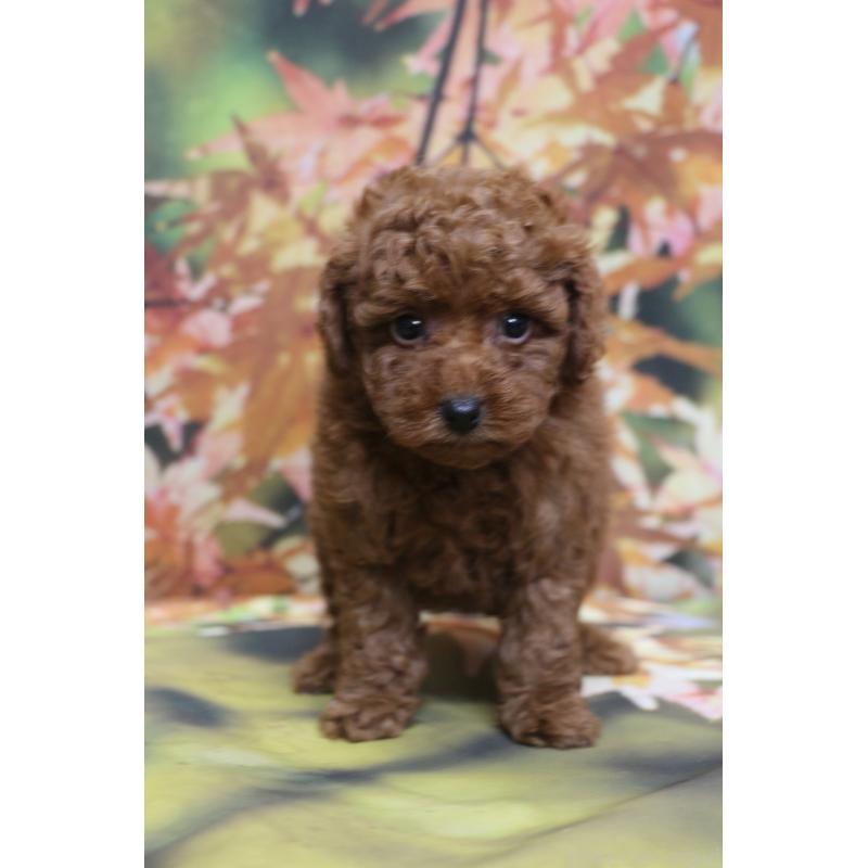 販売中の千葉県のトイプードル-428809の11枚目