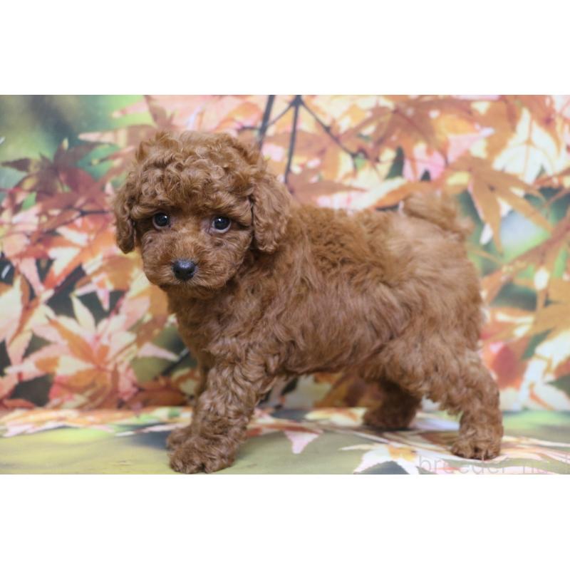 販売中の千葉県のトイプードル-428809の10枚目