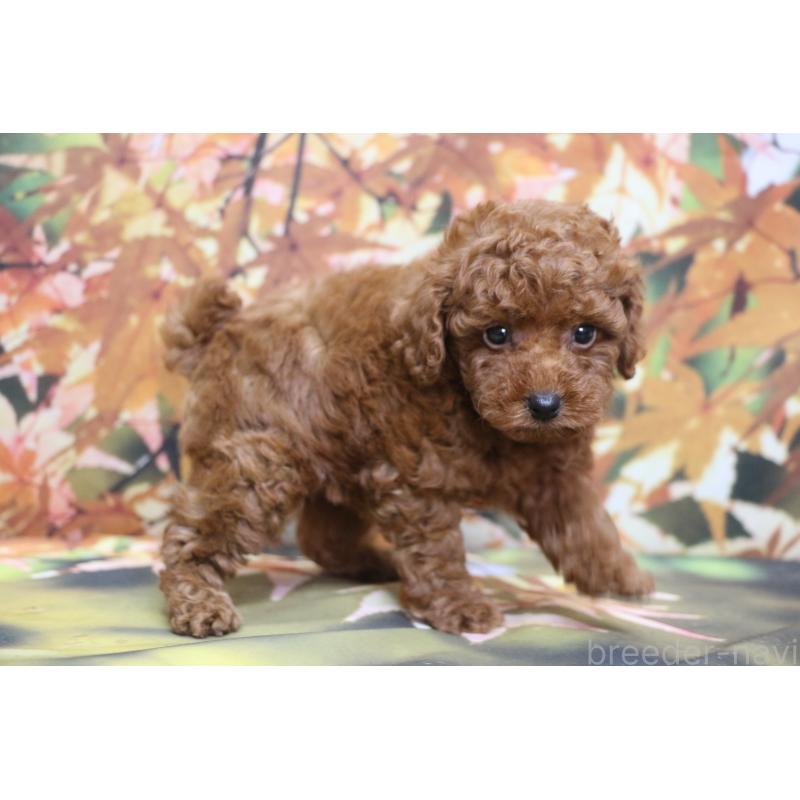 販売中の千葉県のトイプードル-428809の9枚目