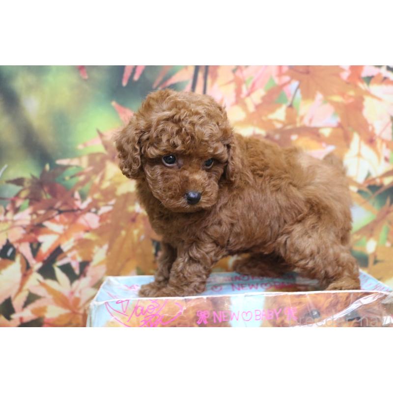 販売中の千葉県のトイプードル-428809の8枚目