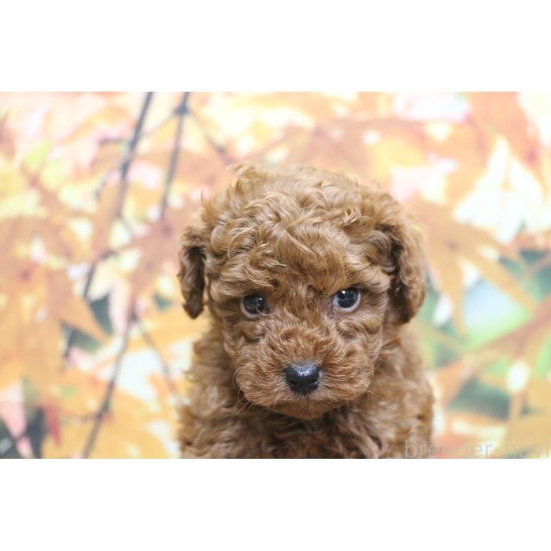 販売中の千葉県のトイプードル-428809の6枚目