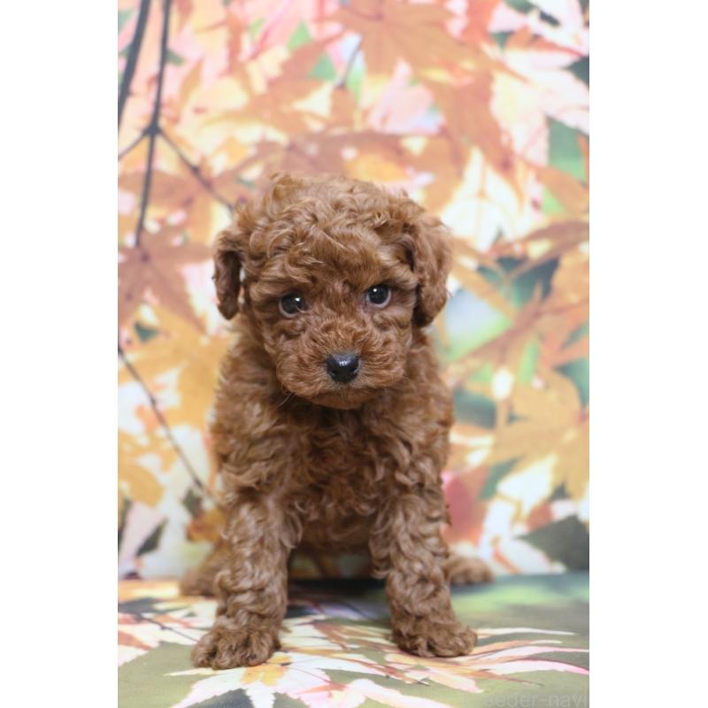 販売中の千葉県のトイプードル-428809の5枚目