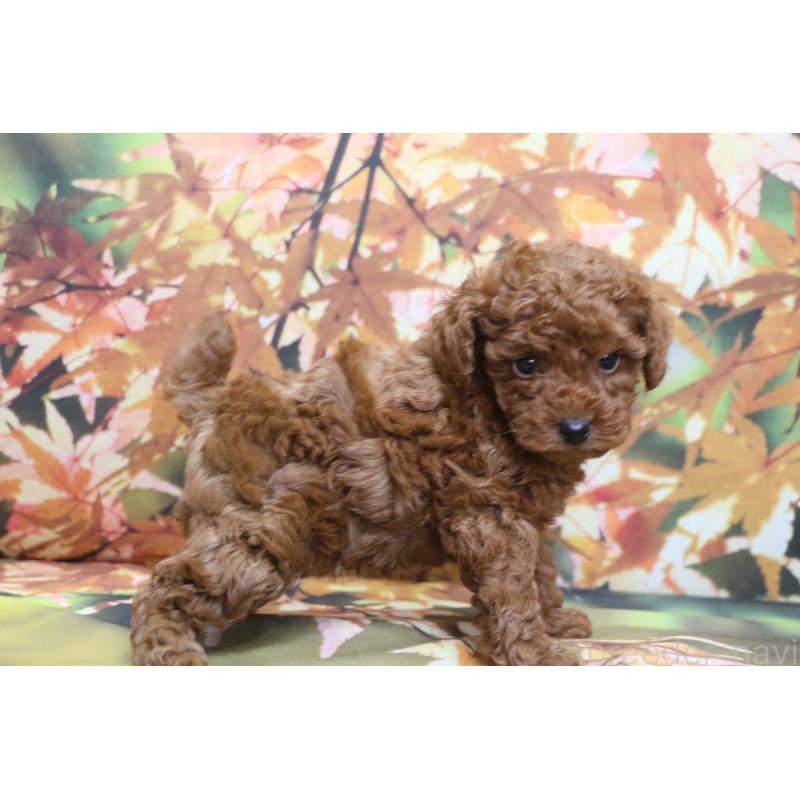 販売中の千葉県のトイプードル-428809の3枚目