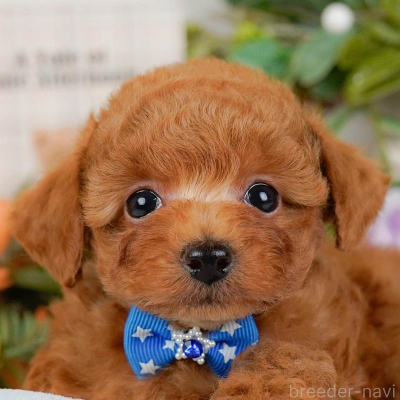 販売中の神奈川県のタイニープードル-428810の1枚目