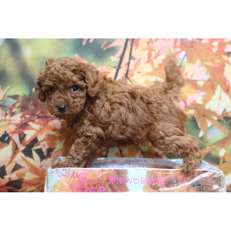 販売中の千葉県のトイプードル-428809の2枚目