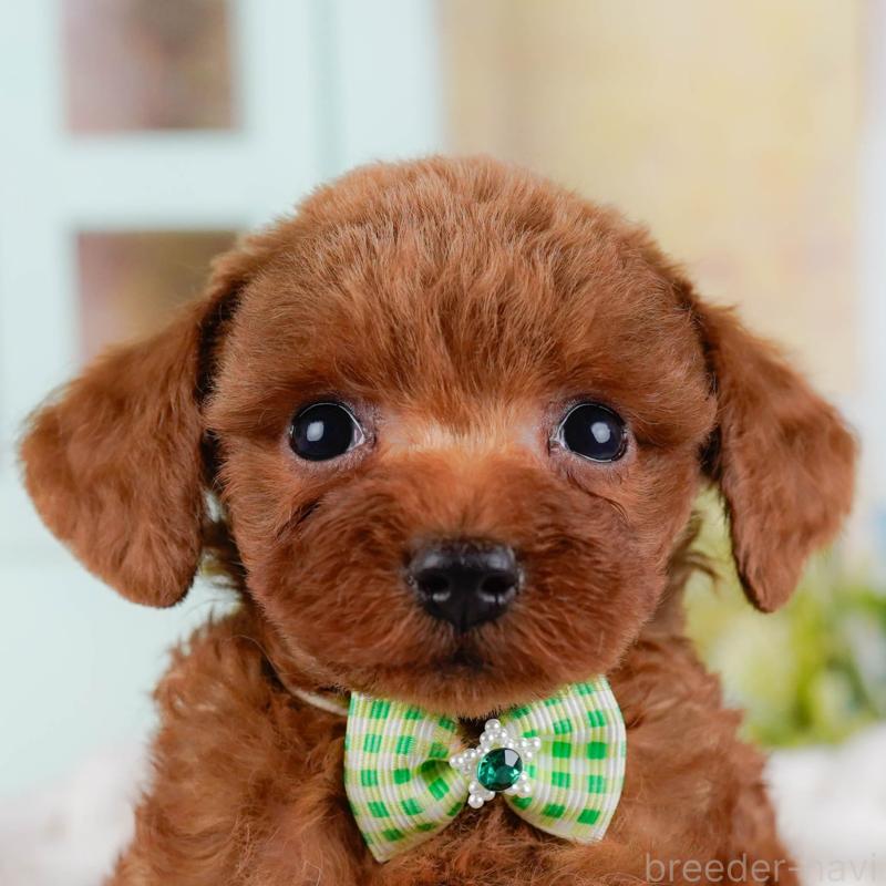 販売中の神奈川県のタイニープードル-428813