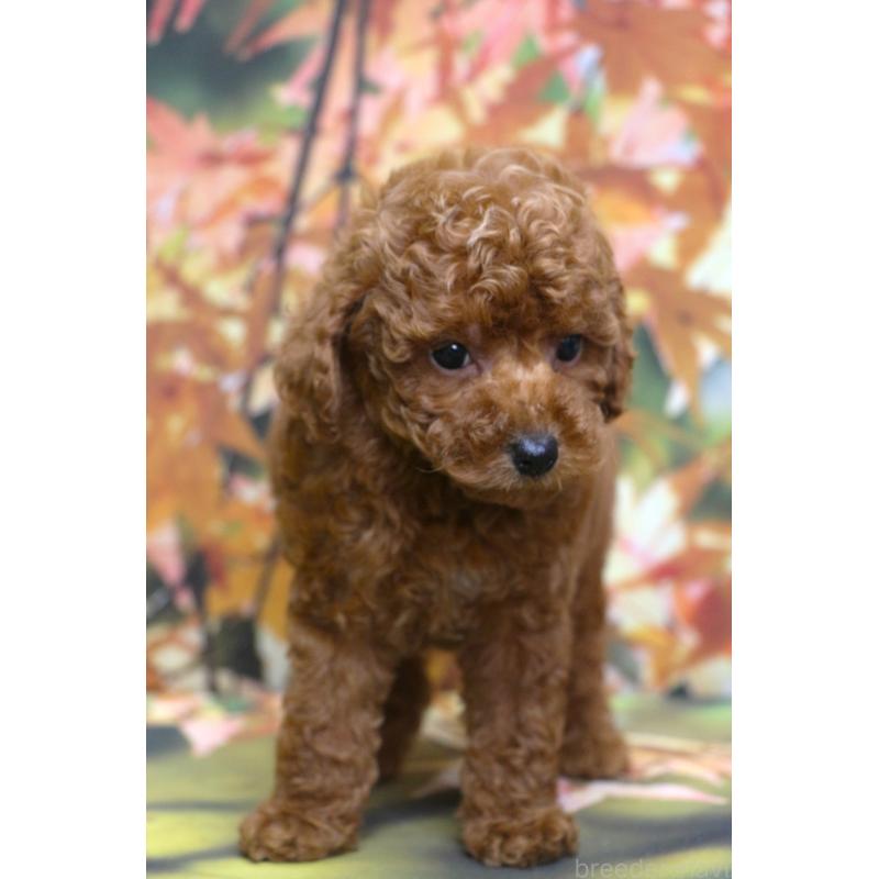 販売中の千葉県のトイプードル-428814の11枚目