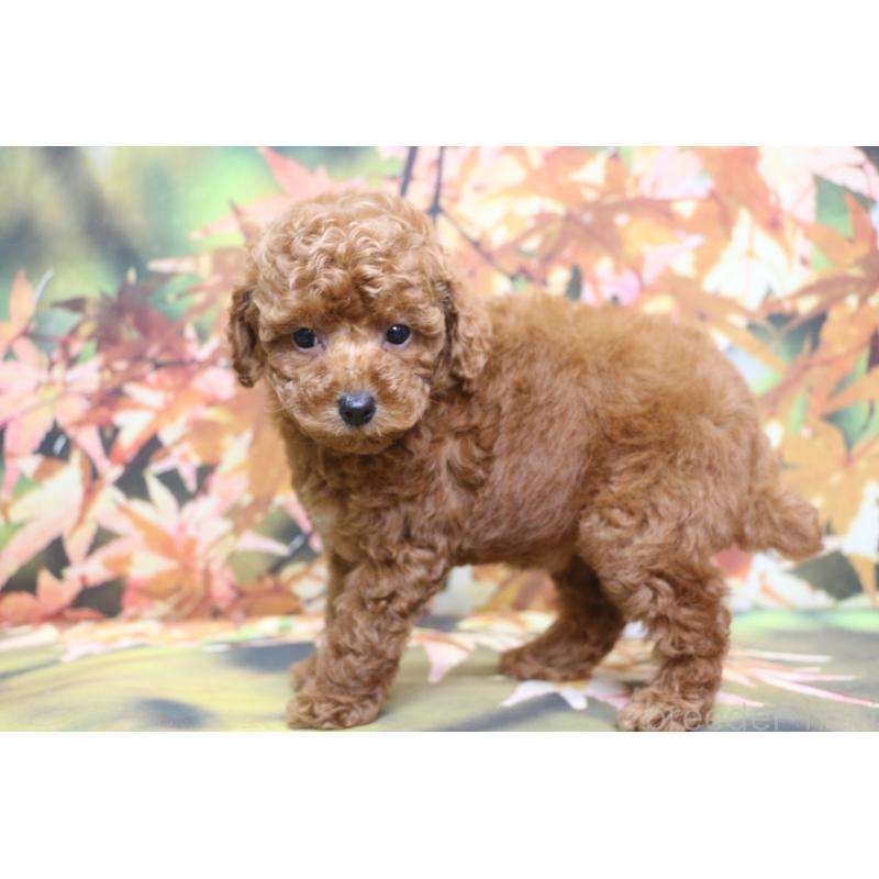 販売中の千葉県のトイプードル-428814の10枚目