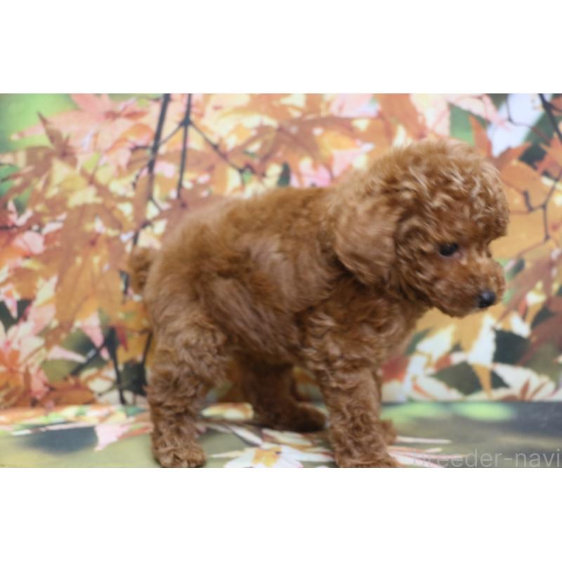 販売中の千葉県のトイプードル-428814の9枚目