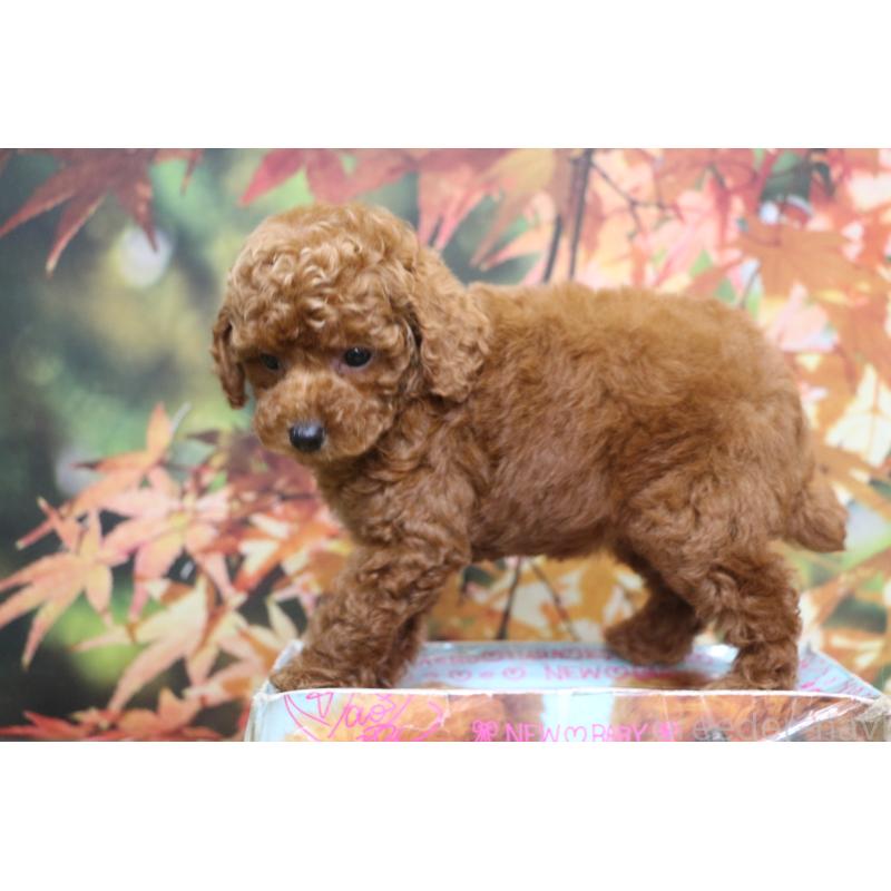 販売中の千葉県のトイプードル-428814の8枚目