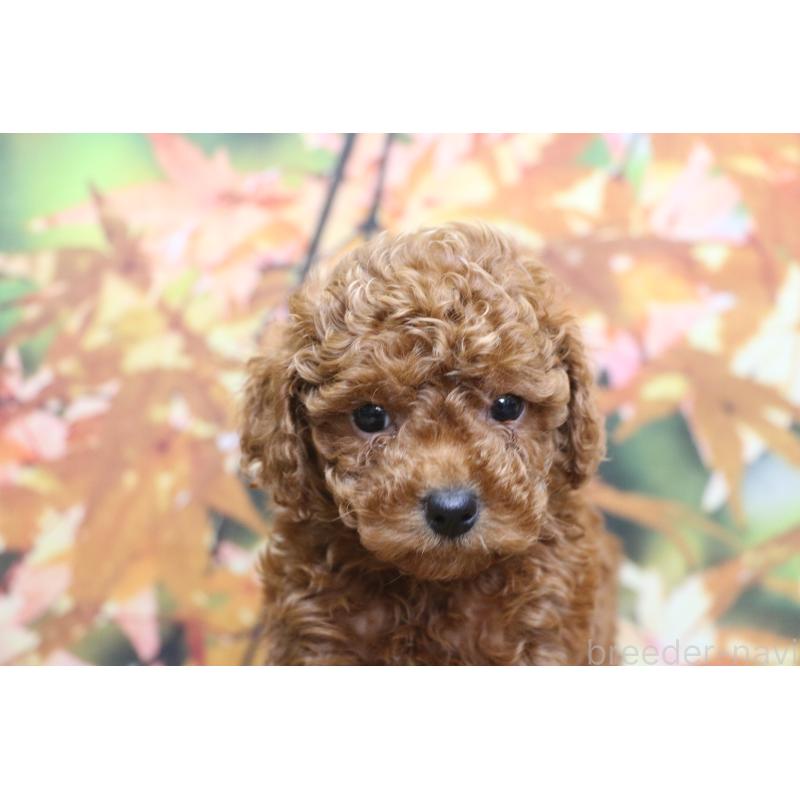 販売中の千葉県のトイプードル-428814の6枚目