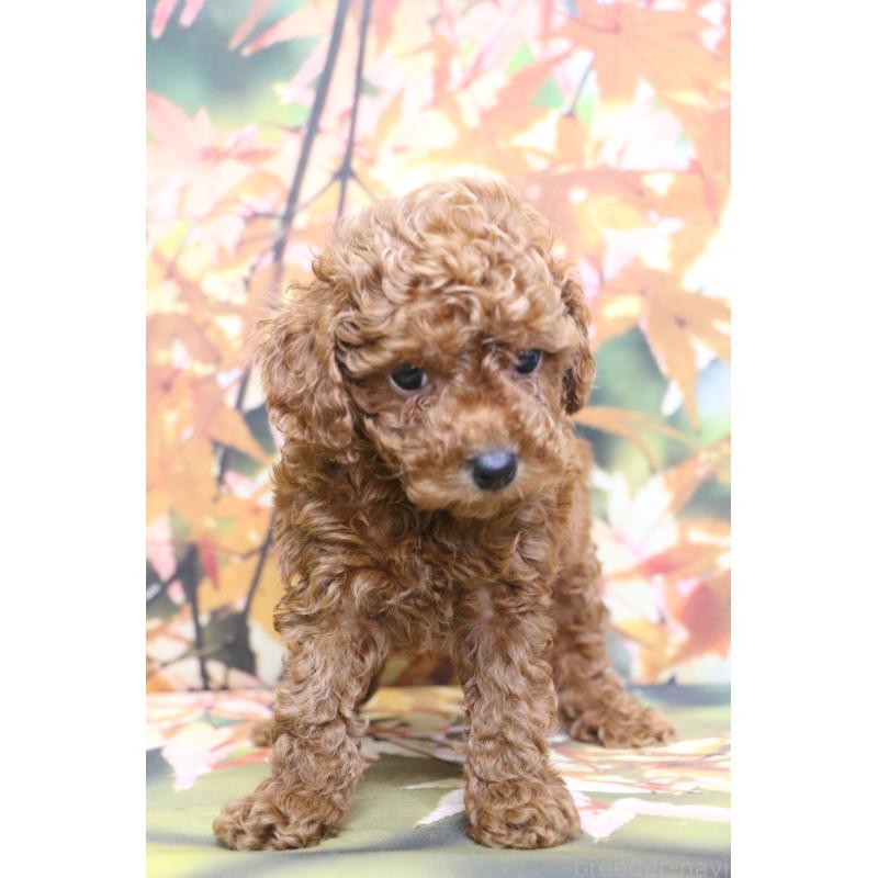 販売中の千葉県のトイプードル-428814の5枚目