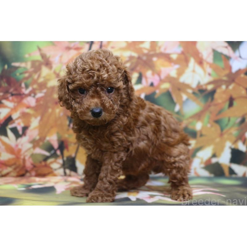 販売中の千葉県のトイプードル-428814の4枚目