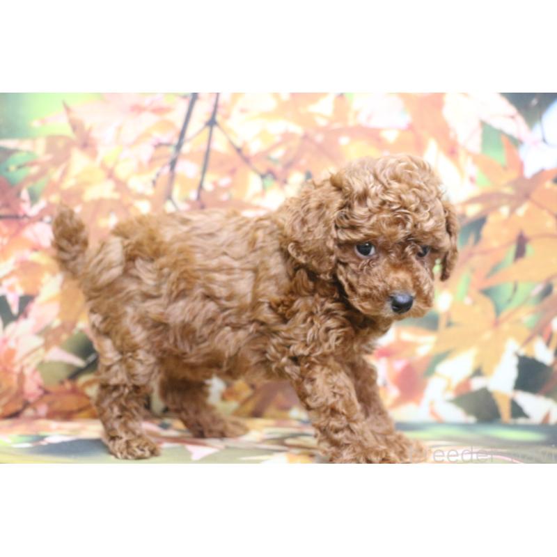 販売中の千葉県のトイプードル-428814の3枚目