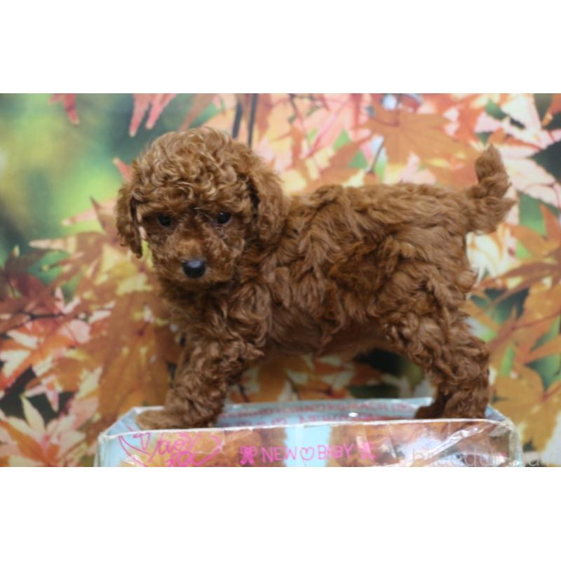 販売中の千葉県のトイプードル-428814の2枚目