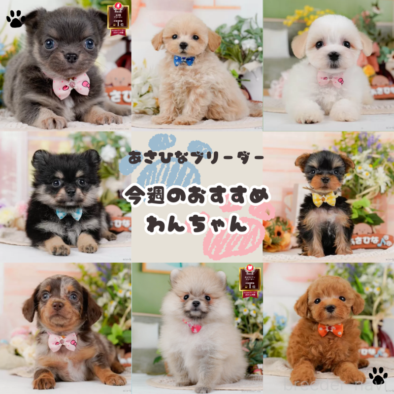 販売中の神奈川県のタイニープードル-428816の6枚目