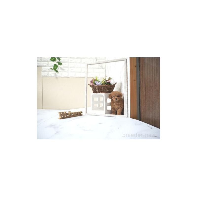 販売中の滋賀県のタイニープードル-428815の4枚目