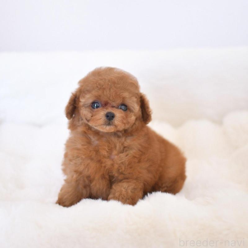 販売中の香川県のティーカッププードル-428817の1枚目