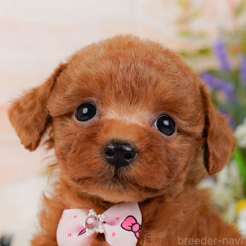 販売中の神奈川県のタイニープードル-428819