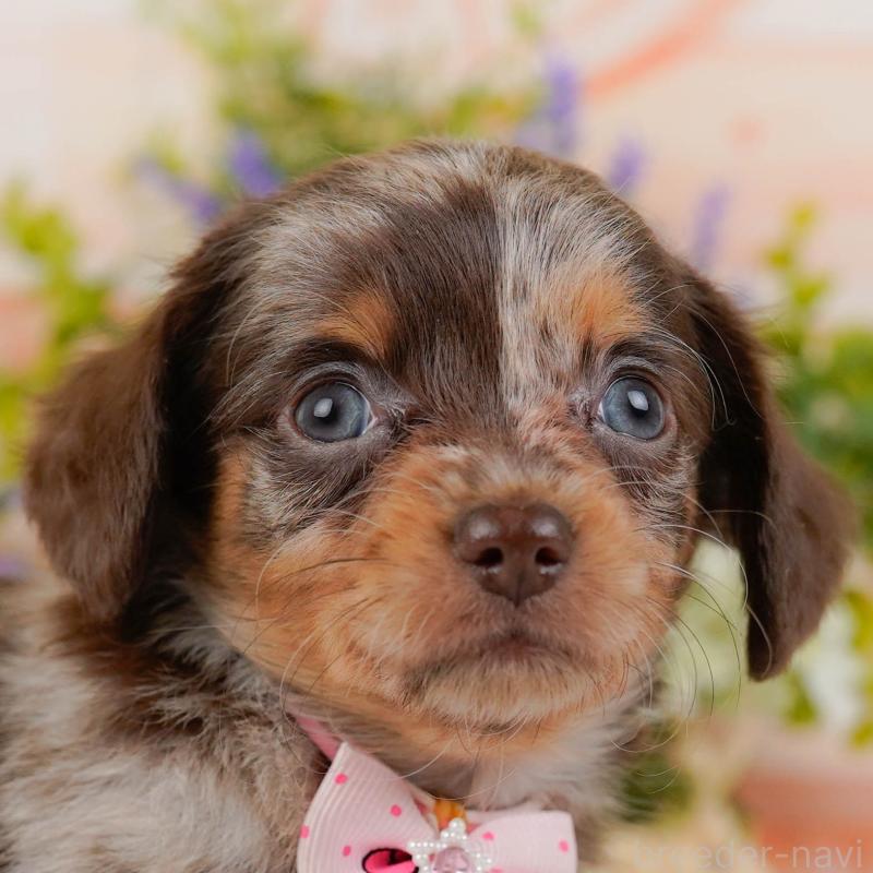 販売中の神奈川県のチワックス:チワワ×ミニチュアダックスフンド-428821の1枚目