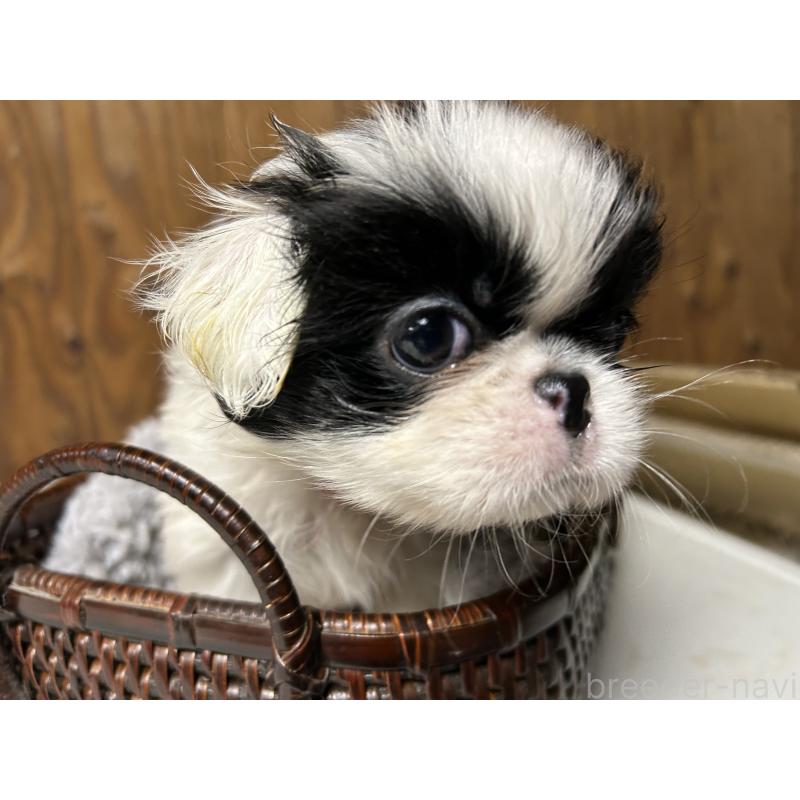 成約済の静岡県の狆 (チン)-424015の3枚目