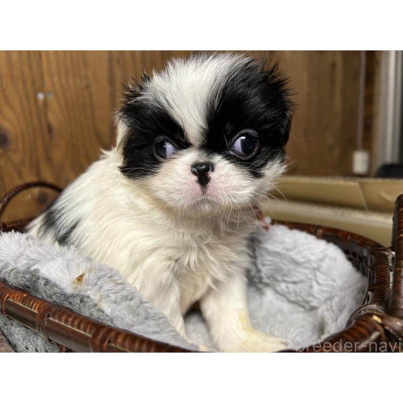 成約済の静岡県の狆 (チン)-424015の2枚目