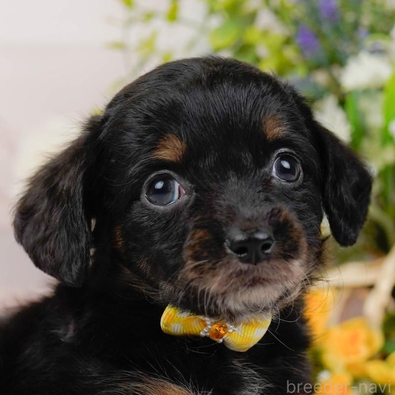 販売中の神奈川県のチワックス:チワワ×ミニチュアダックスフンド-428823