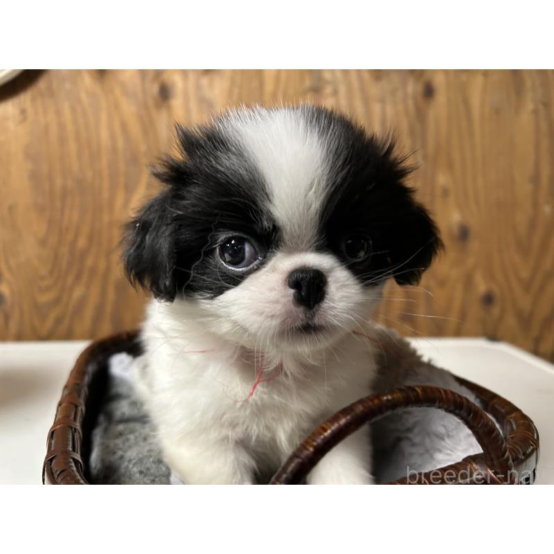 成約済の静岡県の狆 (チン)-424007の10枚目