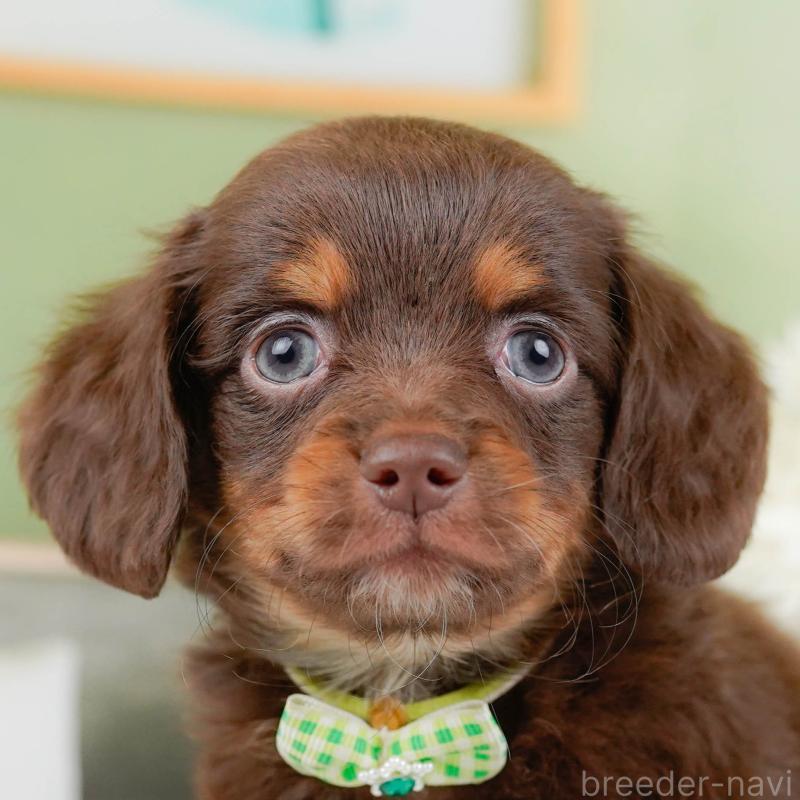 販売中の神奈川県のチワックス:チワワ×ミニチュアダックスフンド-428824