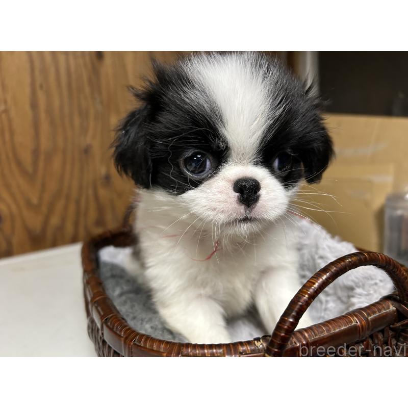 成約済の静岡県の狆 (チン)-424007の8枚目