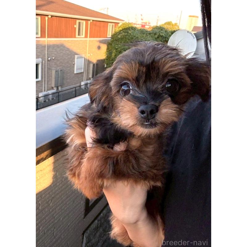 成約済の茨城県のポメチワ:ポメラニアン×チワワ-397980の4枚目