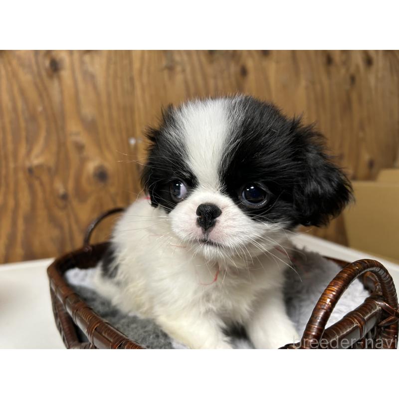 成約済の静岡県の狆 (チン)-424007の7枚目